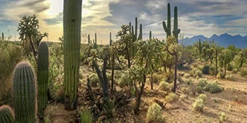Vista 9 de YongFoto Fondo de fotos de poliéster con vista del desierto de cactus, arbusto verde, rocoso, morado, roca salvaje oeste, paisaje natural, fondo