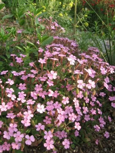 Vista 6 de 500 Semillas de flores de Saponaria Ocymoides Pink Rock