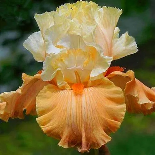 Vista 6 de 35 semillas de iris raras de colores mixtos, colores impresionantes para tu jardín, variedades poco comunes