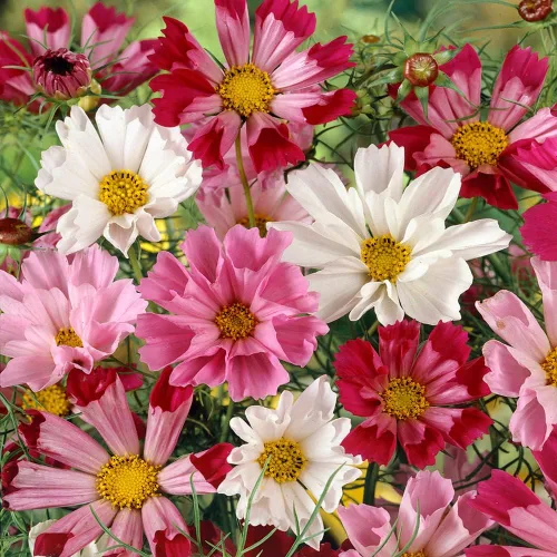 Vista 7 de Outsidepride 500 semillas anuales Cosmos Bipannatus Sea Shells Cut Flower Seed Mix para plantar