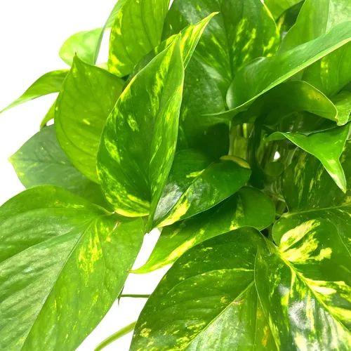Vista 3 de BubbleBlooms Pothos dorados, Pothos abigarrados de 6 pulgadas, Epipremnum aureum, Hiedra del Diablo