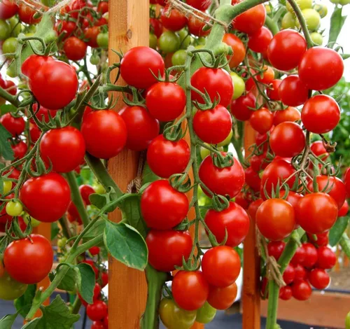 Vista 4 de Semillas Cherry Tomate Sugar Lump Gardener's Delight Vegetal reliquia para plantar sin OMG