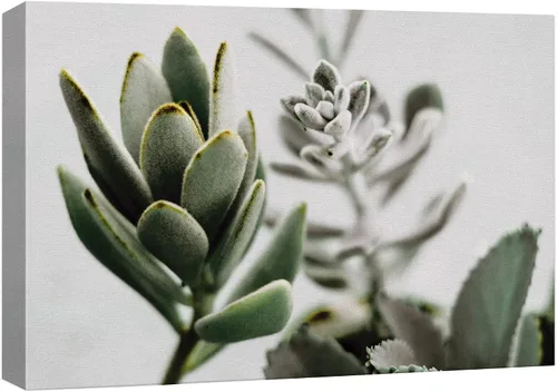 Vista 11 de wall26 Lienzo impreso para pared, diseño de rosa del desierto, suculentas, naturaleza, desierto, fotografía, realismo, floral, botánico, suroeste