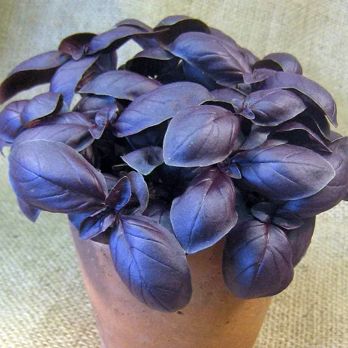 Vista 3 de Semillas de albahaca morada de interior sin OMG hierbas para plantar
