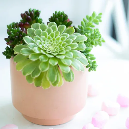 Vista 10 de Green Aeonium - Planta suculenta viva en maceta de 2 pulgadas, suculenta roseta, fácil de interior y exterior Sandy Well-Drained Soil, Zones 9-11