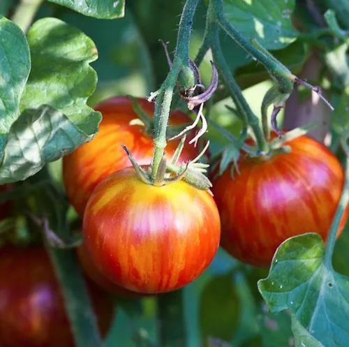 Vista 2 de Tigerella Beefsteak Tomate Gigante Determinado Vegetal No GMO para Plantar (50 Semillas)