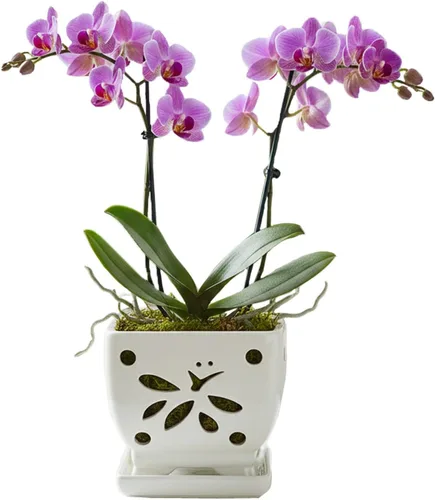 Vista 11 de Macetas de orquídeas con agujeros cuadrados de cerámica para orquídeas de Púrpura