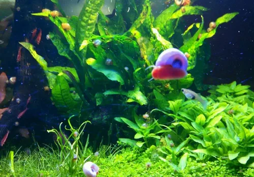 Vista 4 de ¡Más de 9 caracoles Ramshorn vivos para acuario o estanque, limpieza de algas! ¡Envío diario!