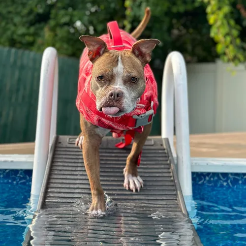 Vista 2 de PetStep Rampa para perros, para piscinas, patas estándar, grafito/gris