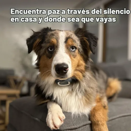 Vista 5 de PetSafe Collar antiladrido recargable