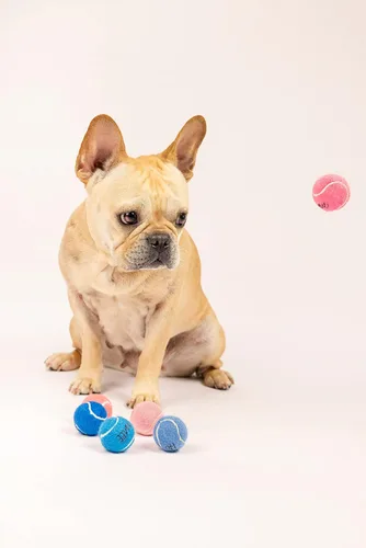 Vista 4 de Midlee Mini pelotas de tenis chirriantes para perros de 1.5 pulgadas, color rosa, juego de 6