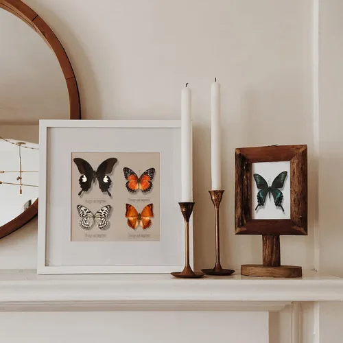 Vista 7 de WTUAWB 6 piezas de mariposa de taxidermia real – especímenes de producción creativa de bricolaje, animales de taxidermia para caja de sombra