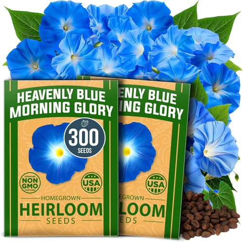 Vista 4 de HOME GROWN Flower Seed Trio - Más de 430 semillas de Estados Unidos sin OMG Lila blanca japonesa, calabazas Luffa y Gloria de la mañana Alta