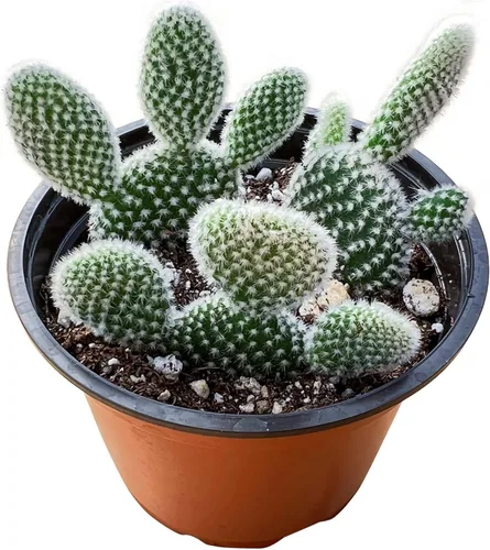 Vista 17 de Suculenta viva Sedum Adolphi 'Firestorm', 4 pulgadas, totalmente arraigada, fácil de cuidar