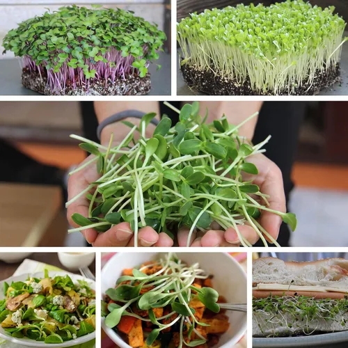 Vista 3 de Semillas orgánicas de microgreens de guisantes de áfila – 1 onza ~ 90 semillas – Semillas de brotes de microguisantes sin OMG – Lotes de zarcillos