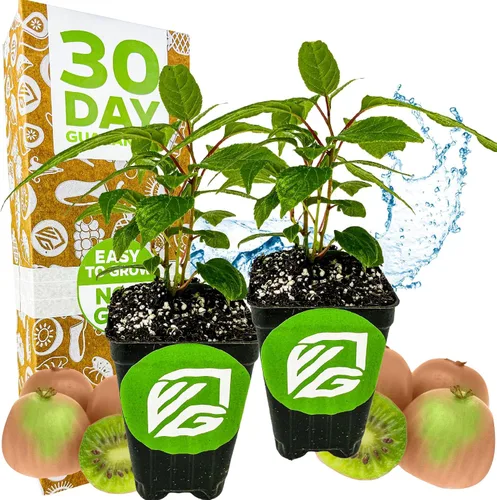 Vista 8 de Wellspring Gardens - Planta viva Issai Kiwi Vine (paquete de 1)