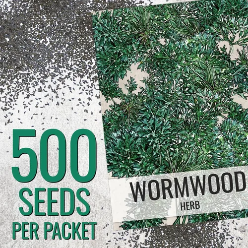 Vista 3 de Seed Needs Semillas de ajenjo para plantar hierbas tradicionales sin OMG, 1 paquete