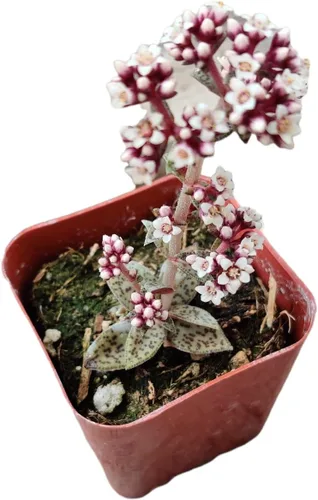 Vista 12 de Plantas de cactus suculentas vivas de USKC (maceta de 2 pulgadas) (Adromischus Maculatus)