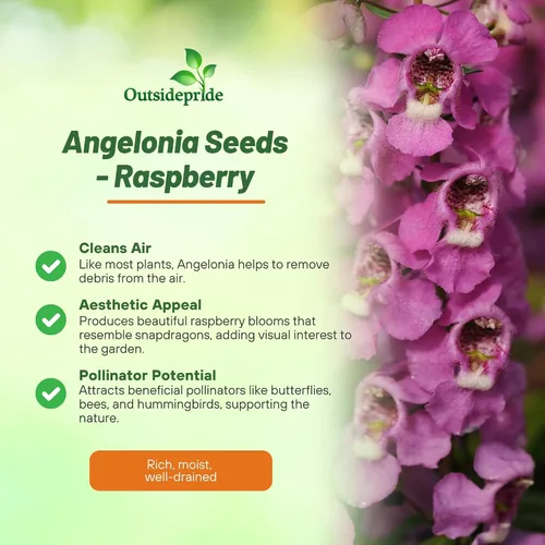 Vista 3 de Outsidepride Serenita Raspberry Angelonia - Semillas de dragón para plantar, 15 semillas de flores perennes, aptas para polinizadores, tolerantes al