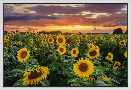 Vista 48 de SIGNFORD Lienzo impreso para pared, puesta de sol, campo de girasol, naturaleza, desierto, paisaje decorativo, relajante, tranquilo, para sala