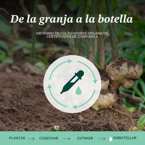 Vista 5 de Herb Pharm Extracto líquido de jengibre: Suplemento orgánico para la digestión, apoyo ocasional de náuseas, líquido de jengibre de absorción rápida
