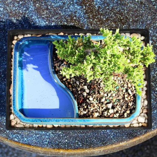 Vista 9 de Brussel's Bonsai Árbol Bonsái de Enebro Verde Vivo - Mediano, 5 Años, 6 a 10 Pulgadas - Árbol Bonsái para Exteriores Vivo con Maceta de Agua