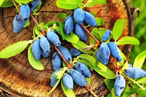 Vista 3 de 30 HONEYBERRY Blue Honeysuckle Lonicera Caerulea Edible Fruit Shrub Seeds