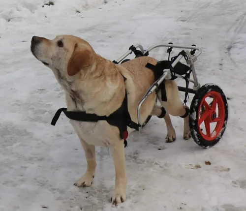 Vista 8 de Silla de ruedas para perros para patas traseras, diseñada y probada por cirujano ortopédico K9, carrito ajustable para cochecito con ruedas todo