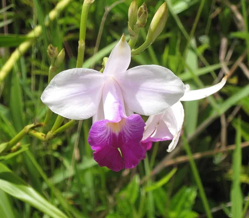 Vista 7 de 2 raíces de orquídea de bambú hawaiano #zc50 - por descuento Hawaiian Gifts