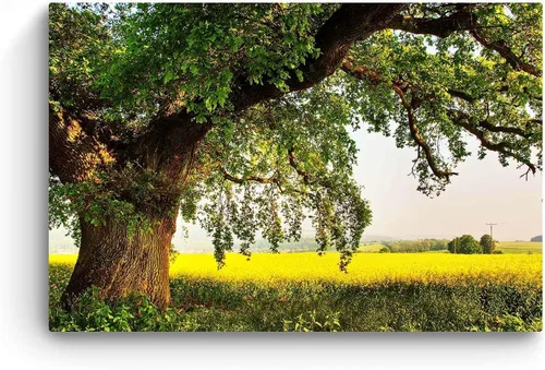 Vista 3 de Startonight Lienzo decorativo con motivo de árbol, paisaje abstracto, lago, naturaleza, bosque, negro y blanco, Lona, Amarillo Verde, L