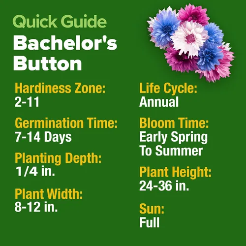 Vista 5 de HOME GROWN Bachelor Button Tall Mix 700+ Semillas de flores Centaurea