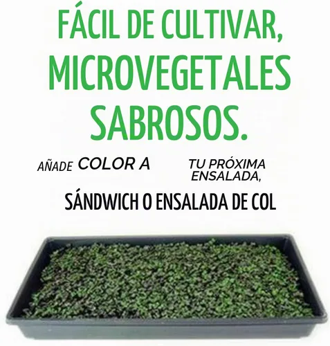 Vista 4 de Mountain Valley Seed Co - Microgreens de col roja y semillas germinadas, 1 onza
