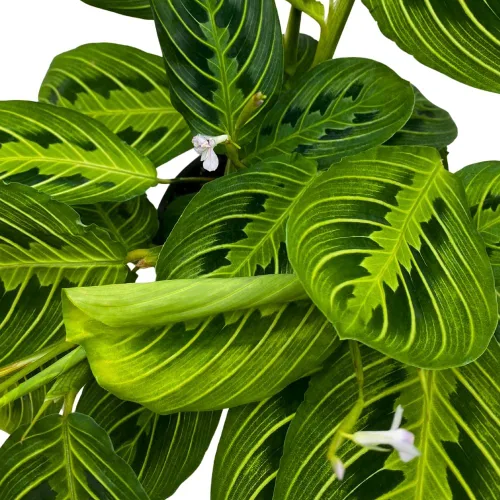 Vista 6 de BubbleBlooms Planta de oración de limón y lima Maranta leuconeura en maceta de 4 pulgadas