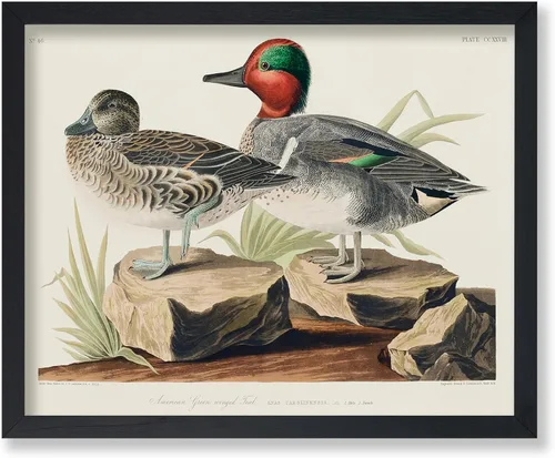 Vista 33 de Poster Master Póster vintage de James Audubon – Impresión retro de amargo americano – Arte de aves de América – Regalo para hombres, mujeres