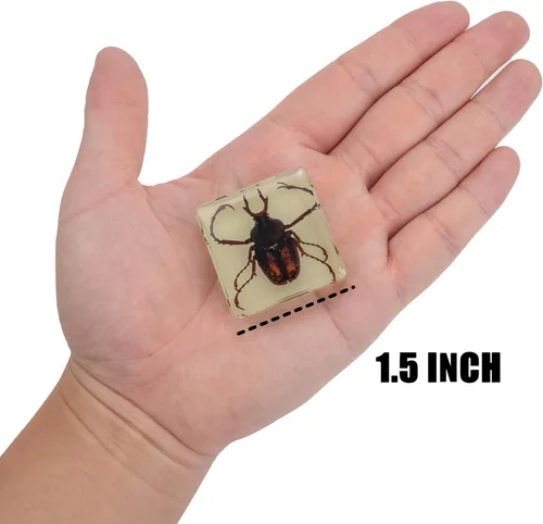 Vista 6 de Juego de muestras de insectos, colección de insectos, regalo educativo científico para niños de 3 a 8 a 12 años