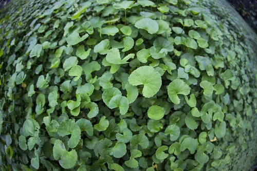 Vista 5 de GOTU KOLA 90 cápsulas vegetales - 375mg por cápsula "Brahmi Centella asiática orgánica