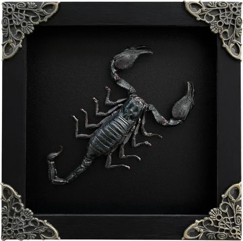 Vista 99 de 2 Real Dragonfly Specimens Shadow Box Framed Insect Display Oddities Curiosities Entomology Collection Natural History Wall Decor Gift for Nature
