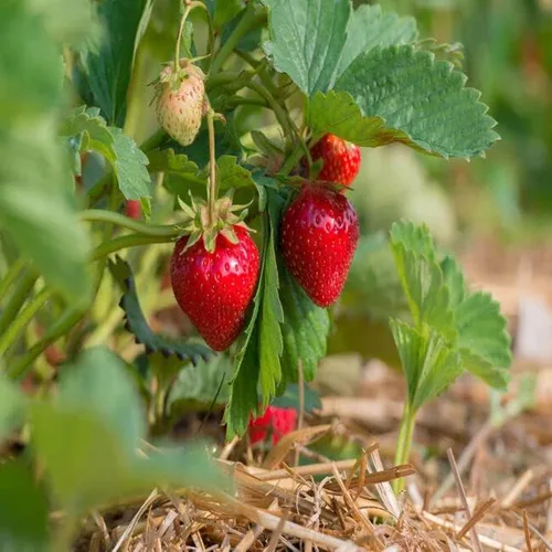 Vista 2 de Quinalt Everbearing - 10 plantas de fresa Quinalt Fresa – Adornos de plantación de jardín perenne, macetas fáciles de cultivar, regalos