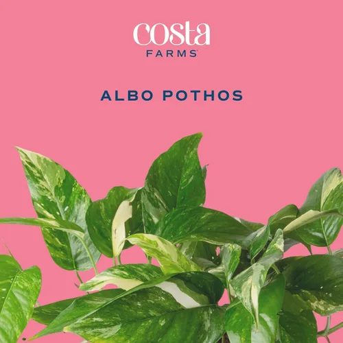 Vista 3 de Costa Farms – Planta de Pothos Albo Variegado viva en maceta auto-regante, purificadora de aire para interior, perfecta para decoración del hogar