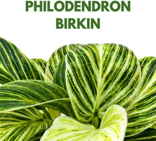 Vista 2 de BubbleBlooms Philodendron Birkin abigarrado 4 pulgadas