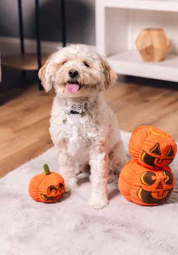 Vista 2 de Juguete Chirriador para Mascotas Pumpkin Pals Multicolor
