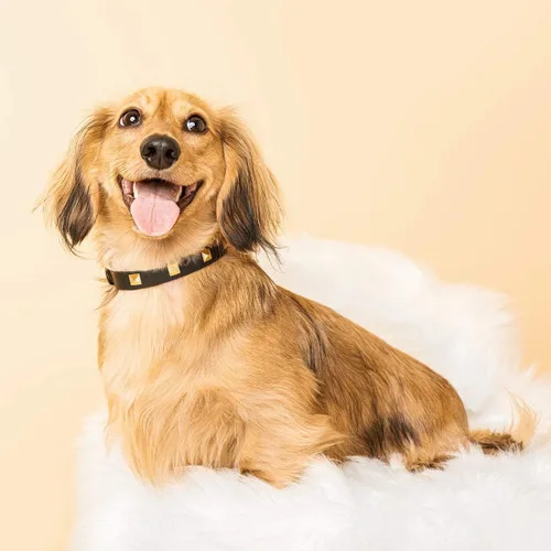 Vista 5 de SCAMPER & CO Collar de perro con hebilla chapada en oro amarillo de 18 quilates de bronce de 18 quilates con pirámide de microfibra, collar de perro