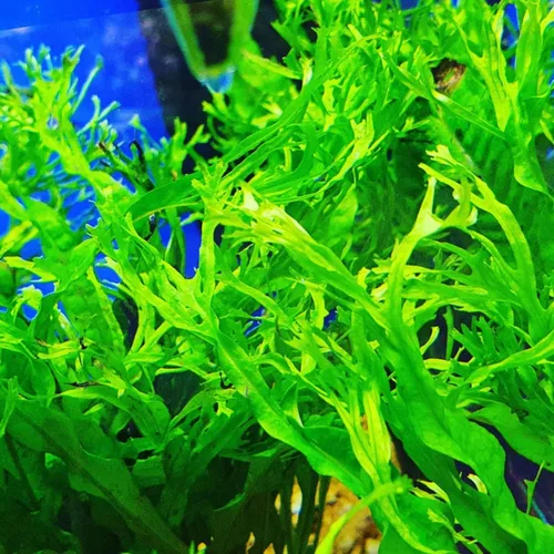 Vista 4 de Mainam 3 Diferentes Plantas Tropicales de Agua Dulce para Acuario: Anubias Nana, Helecho de Java, Windelov y Musgo de Java. Decoraciones Vivas