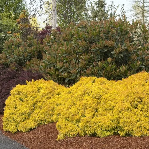 Vista 4 de Blooming & Beautiful - Golden Nugget Enano Agracejo Japonés - 3 gal - Monrovia - Arbusto de hoja caduca - Follaje amarillo dorado - Compacto - Zonas