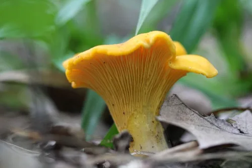 Vista 3 de Champiñones Rebozuelo Dorado (Cantharellus cibarius) Esporas de micelio Spawn Secado Orgánico