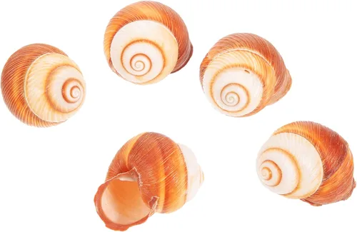 Vista 5 de WOONEKY 10 unidades de caracol natural para hornear aislamiento térmico caracol para restaurantes y cocina casera y para horno, microondas