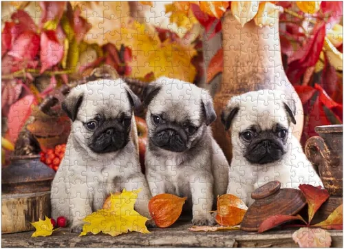 Vista 7 de MyPuzzle Pug Puppies - Rompecabezas prémium de 100 piezas, fabricado en Estados Unidos
