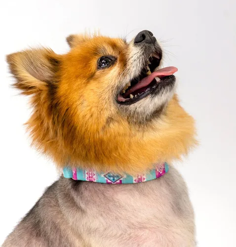 Vista 3 de Country Brook Petz - Collar de perro Albuquerque Martingale - Colección Country and Western con diseños rústicos (1/2 pulgada, 2XS)