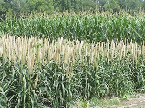 Vista 4 de Mijo orgánico cultivado en Estados Unidos, semillas de grano entero sin OMG descascarillado sin gluten crudo a granel