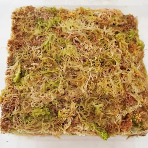 Vista 4 de Musgo esfagnum comprimido de 3.2 oz para plantas, musgo esfagnum prémium cuidadosamente seleccionado para orquídeas